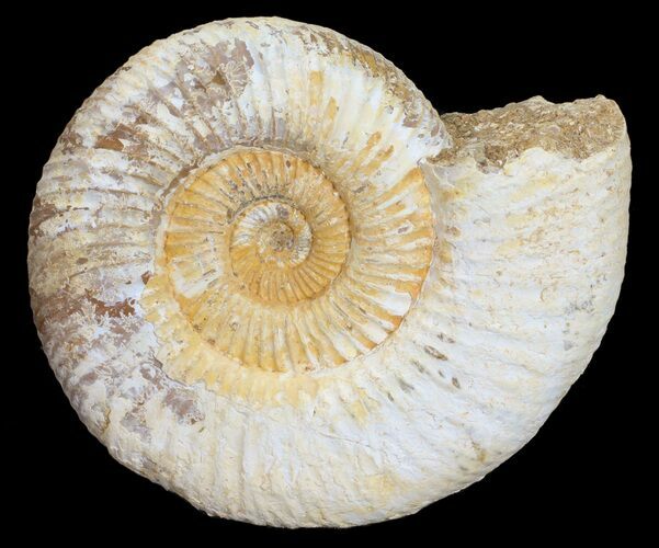 Perisphinctes Ammonite - Jurassic #54235